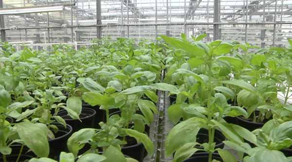 Thimble Farm Greenhouse Martha's Vineyard