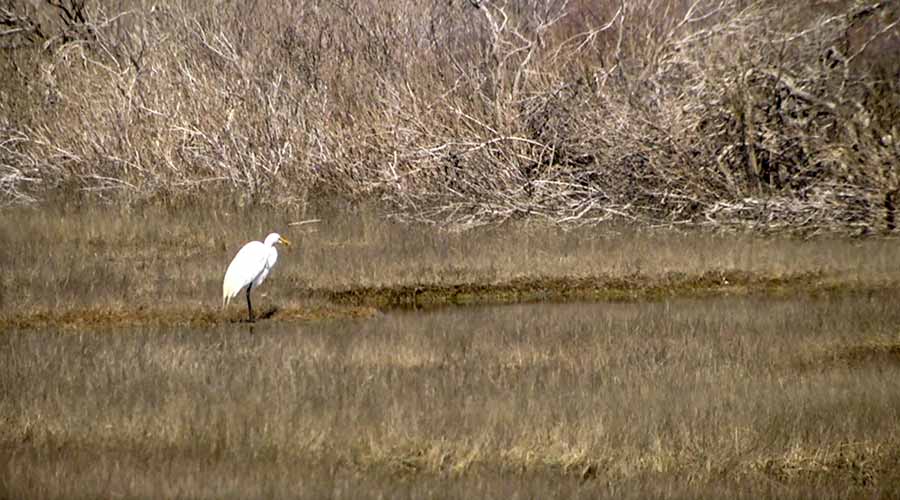 Cape Pogue Wildlife Refuge Chappaquiddick Martha's Vineyard Bucket List Things To Do