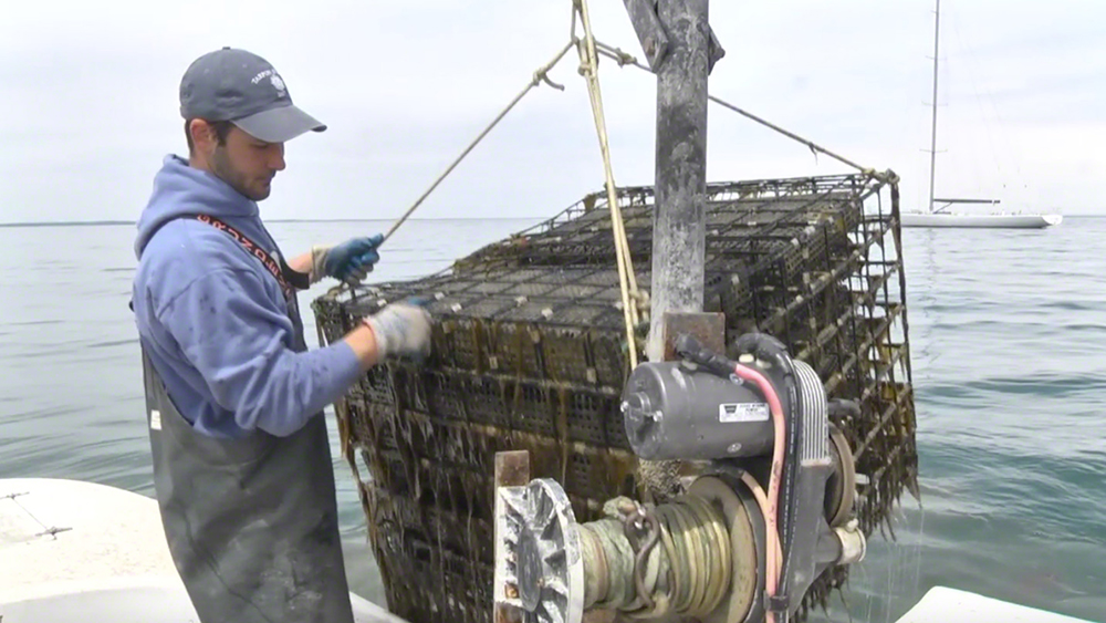 Martha's Vineyard Oyster Farm Tour: Cottage City Oyster Oak Bluffs Seafood
