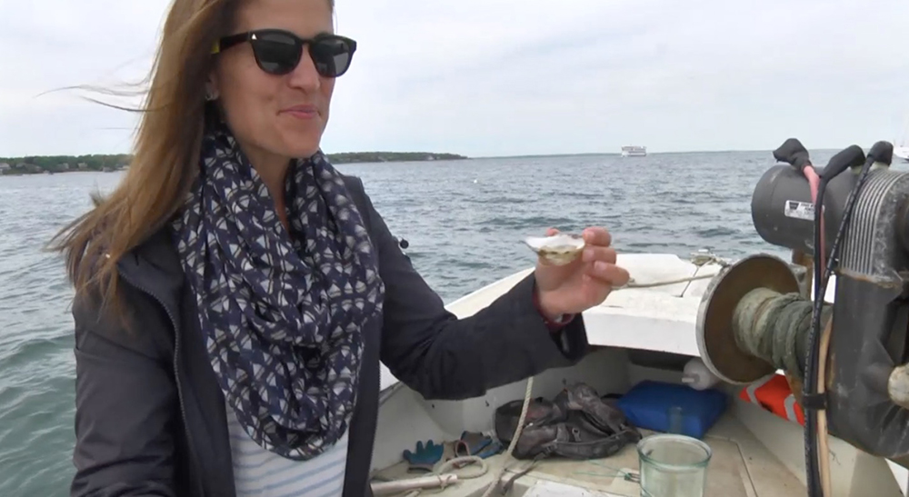 Fresh Oysters On Martha's Vineyard: Cottage City Oysters Farm Tours Oak Bluffs