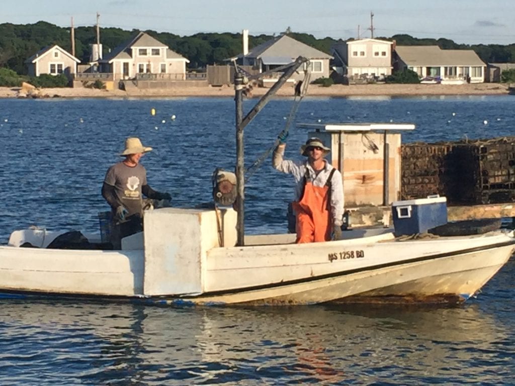 Cottage City Oyster Owners Dan And Greg Martino Oaks Bluffs Farm Field Sea