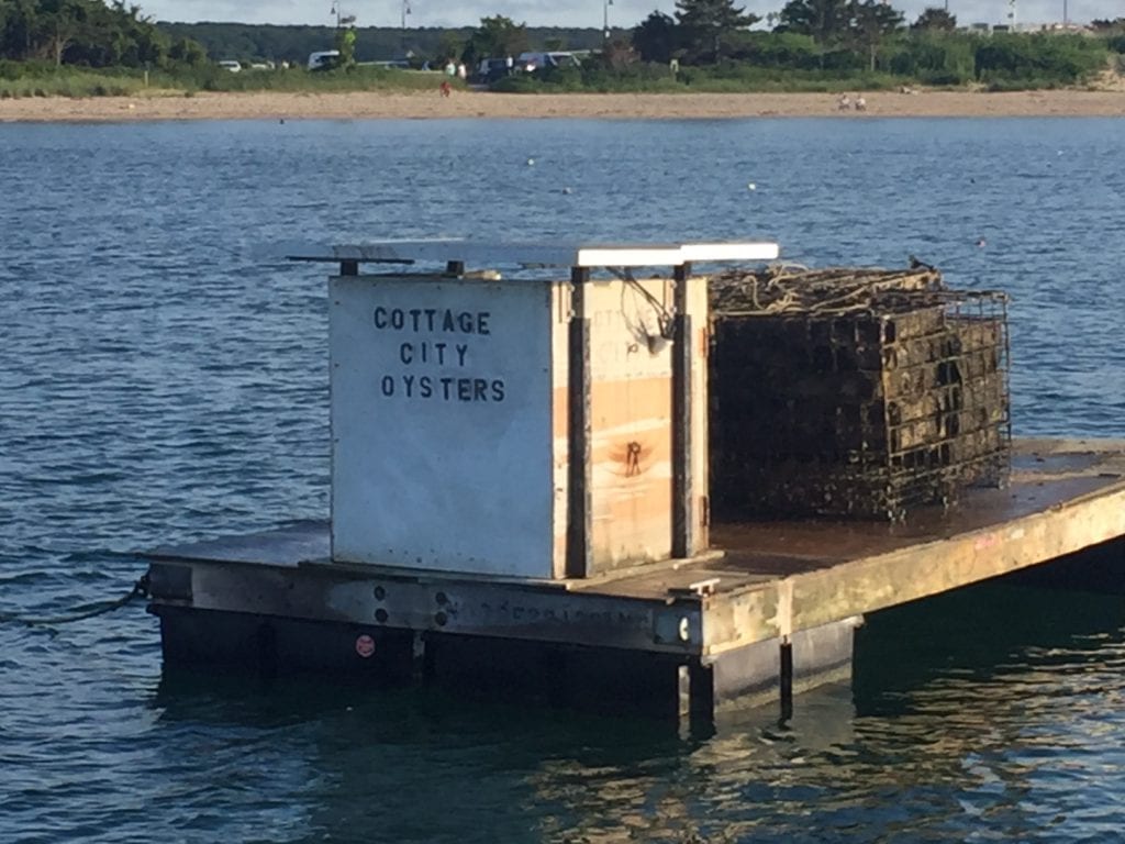Martha's vineyard Oyster Tour Cottage City Oysters Farm Field Sea