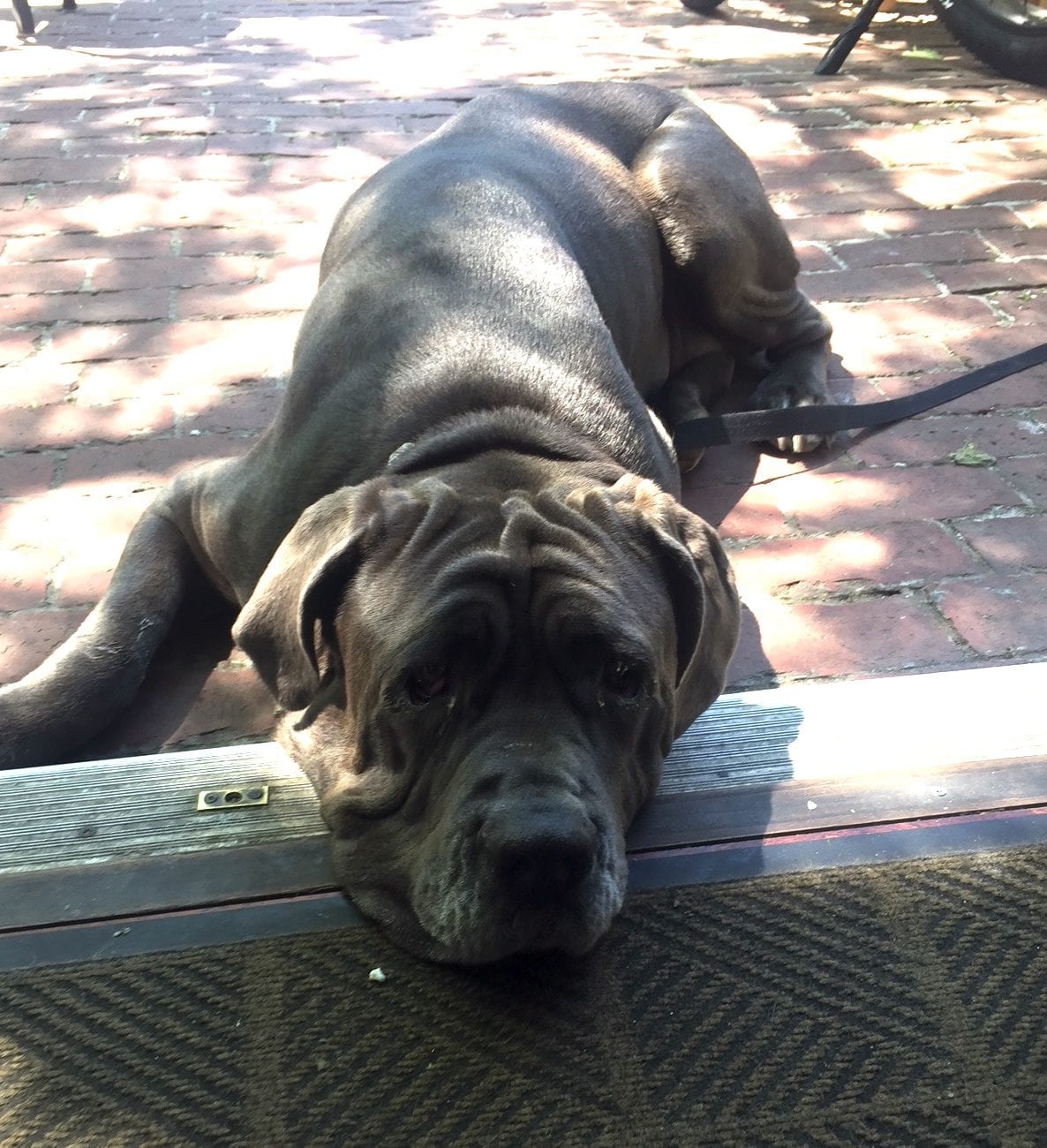 19 Raw Oyster Bar Restaurant Mascot Maya Mae The Dog Edgartown Restaurants