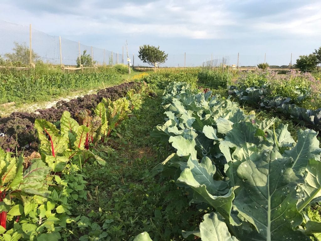 Fresh Vegetables At The Farm Institute Katama Martha's Vineyard