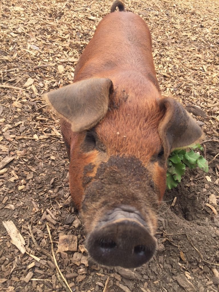 New Piglets And Pigs At The Farm Institute Martha's Vineyard Meals In The Meadows Fundraiser