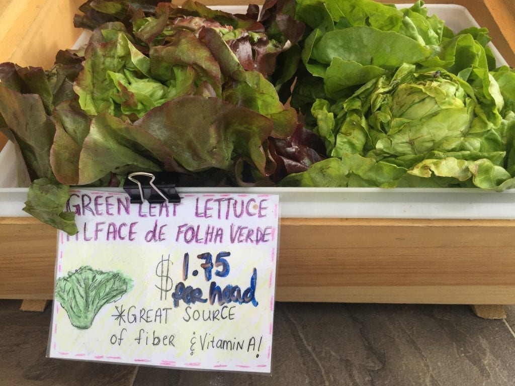 Fresh Greens Lettuce Martha's Vineyard Mobile Market Farmers Market