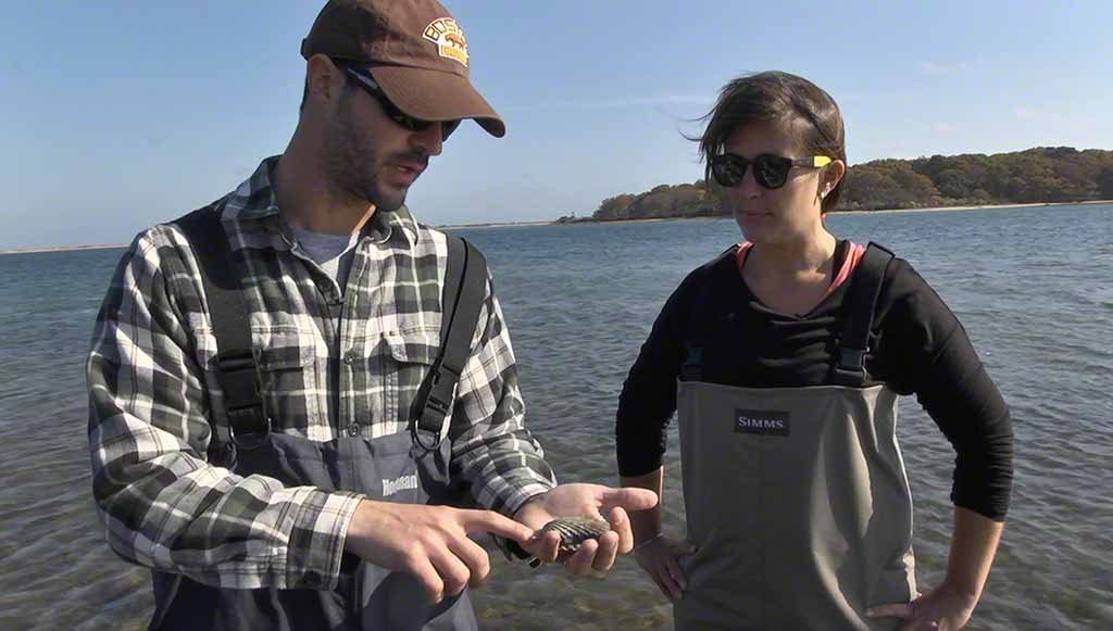 Harvesting Fresh Bay Scallops By Hand On Martha's Vineyard