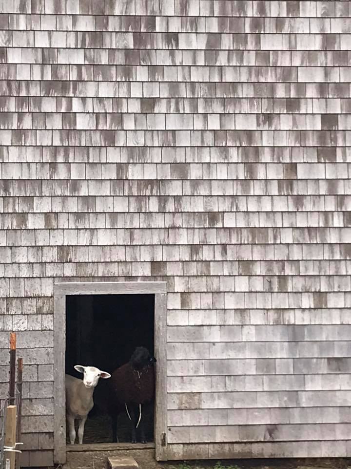 The FARM Institute The Trustees Martha's Vineyard Sheepapalooza Top 5 Things To Do In May