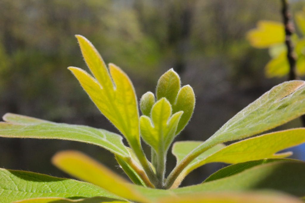 Hike and Hops Felix Neck Wildlife Sanctuary Bad Martha Farmer's Brewery 