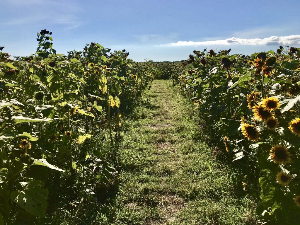 Pick Your Own Sunflowers At The Farm Institute's Sunflower Meadow Martha's Vineyard At The Katama Farm
