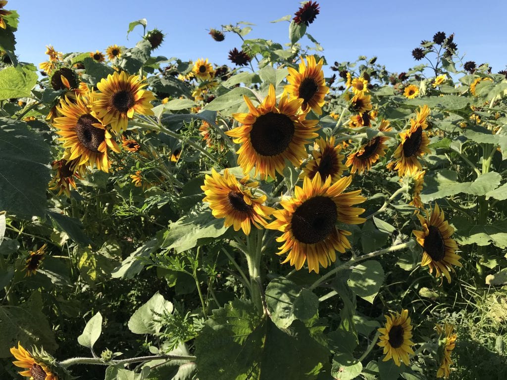 The FARM Institute 
Sunflower Meadow Pick Your Own Sunflowers At The Farm Institute