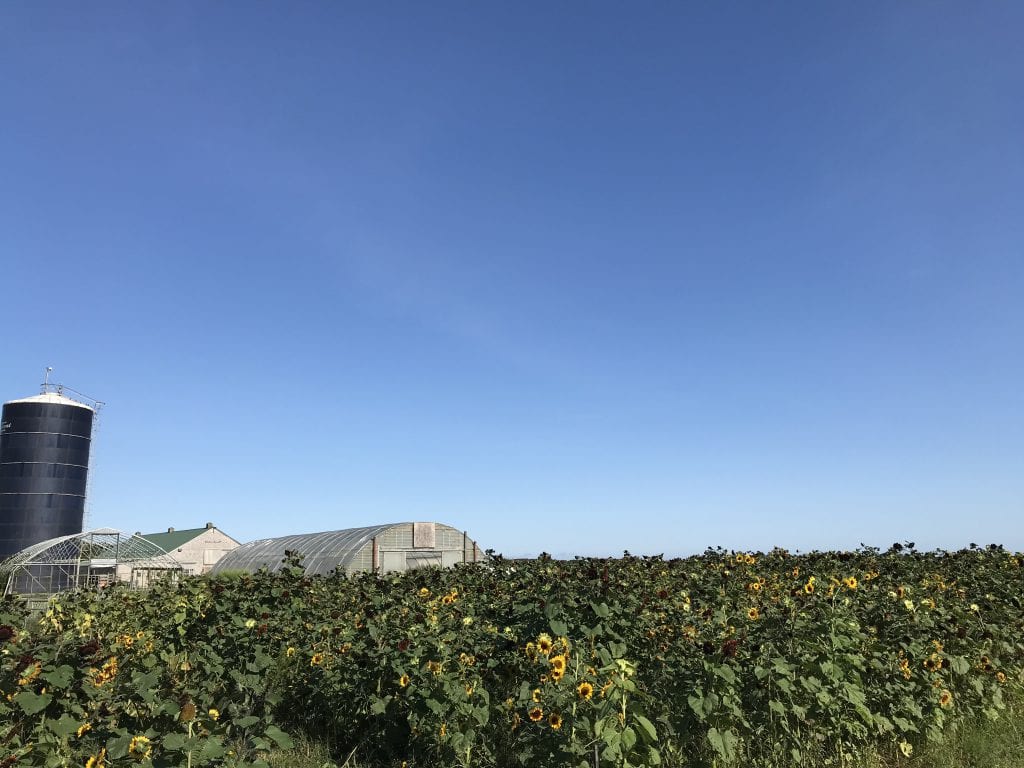 Martha's Vineyard Sunflower Farm At The Farm Institute Sunflower Meadow Pick Your Own