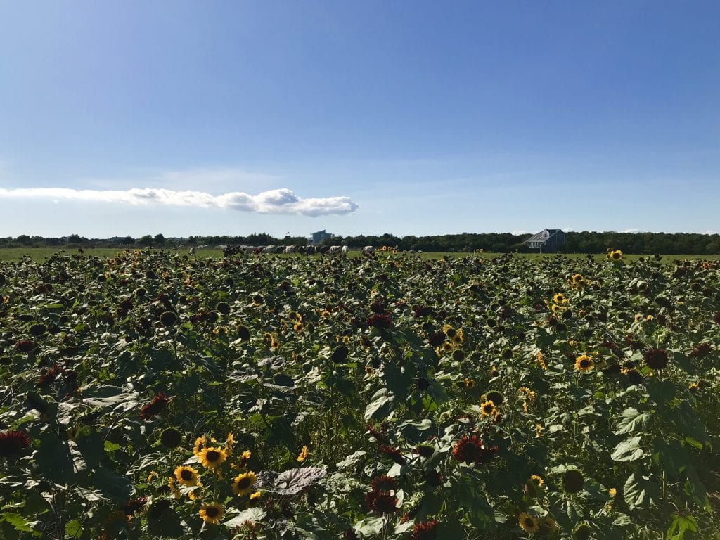 The FARM Institute 
Sunflower Meadow The Trustees
Fall on Martha's Vineyard 