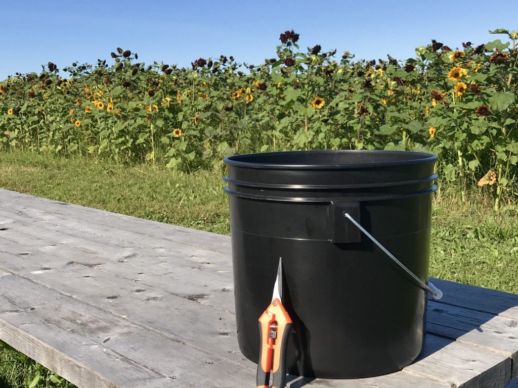 The FARM Institute 
Sunflower Meadow The Trustees
Fall on Martha's Vineyard 