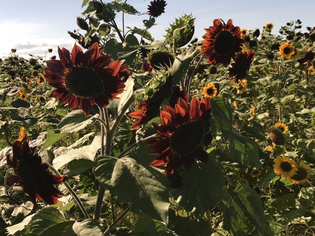Rouge Royale Sunflowers At The Sunflower Meadow At The FARM Institute Martha's Vineyard