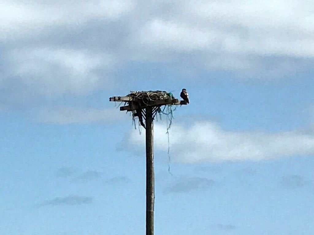 Discovering Ospreys At Felix Neck Wildlife Sanctuary Scavenger Hunt Martha's Vineyard What To Do