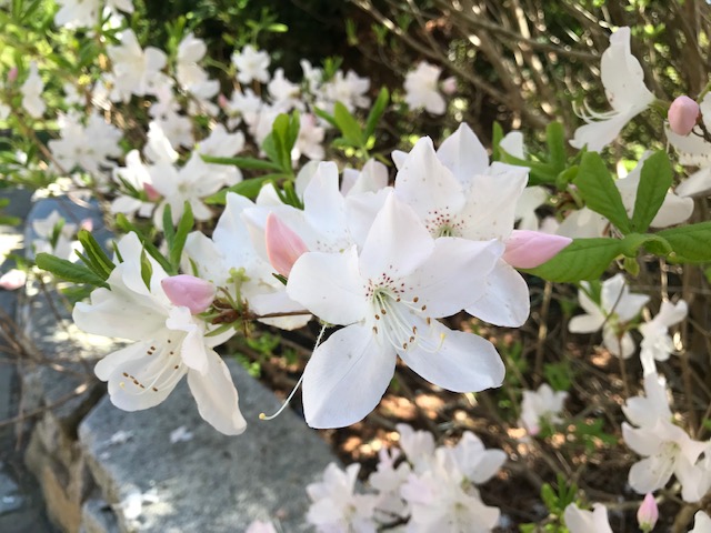 We Love MV - The Polly Hill Arboretum On Martha’s Vineyard Classic Experience With Rare & Exotic Plants