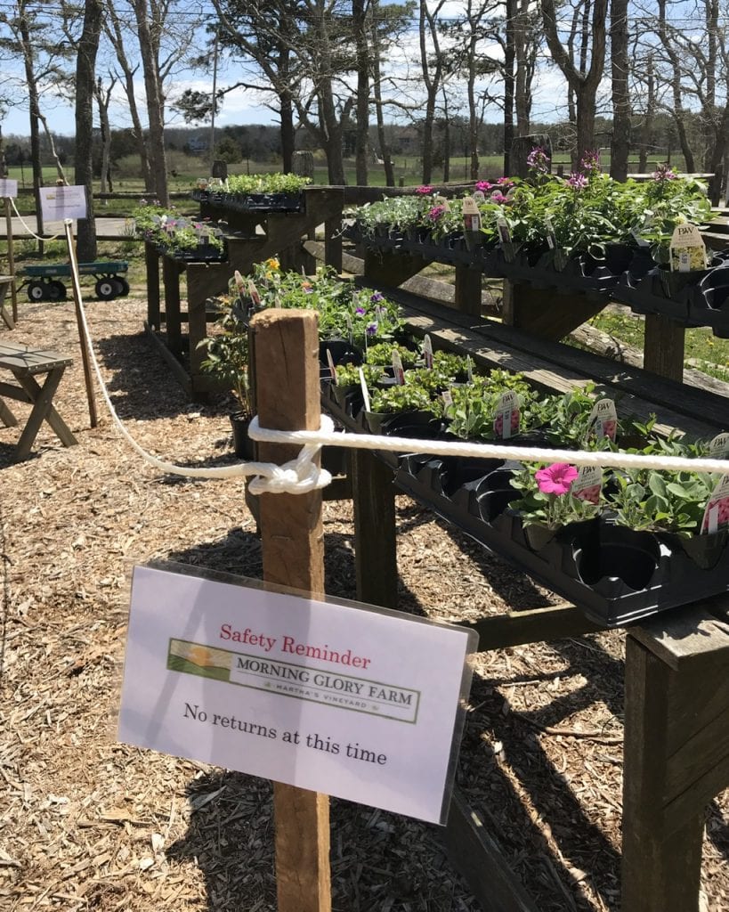 Martha’s Vineyard Farmer's Market Morning Glory Farm Opens For Summer Season