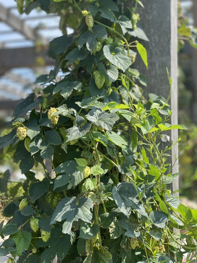 Bad Martha's Farmer's Brewery
Edgartown Marthas Vineyard
Summer 2020
Craft Beer Artisan Pizza 
Outdoor Dining 