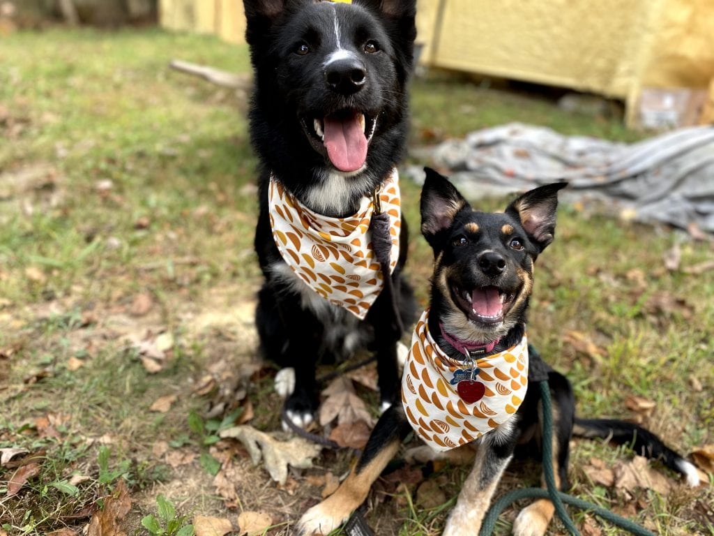 Bossy Dog MV
Handmade masks and bandanas
Martha’s VIneyard 