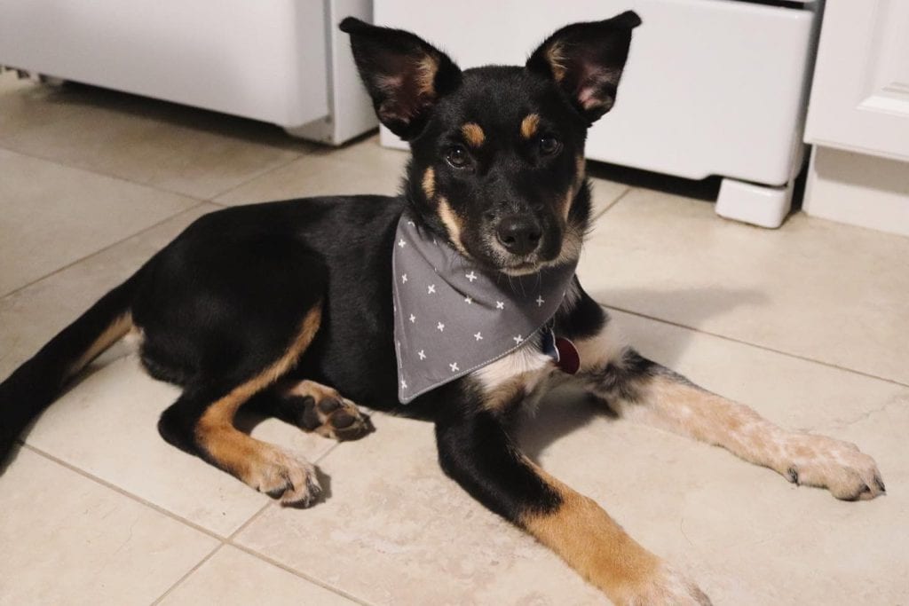 Bossy Dog MV
Handmade masks and bandanas
Martha’s VIneyard 