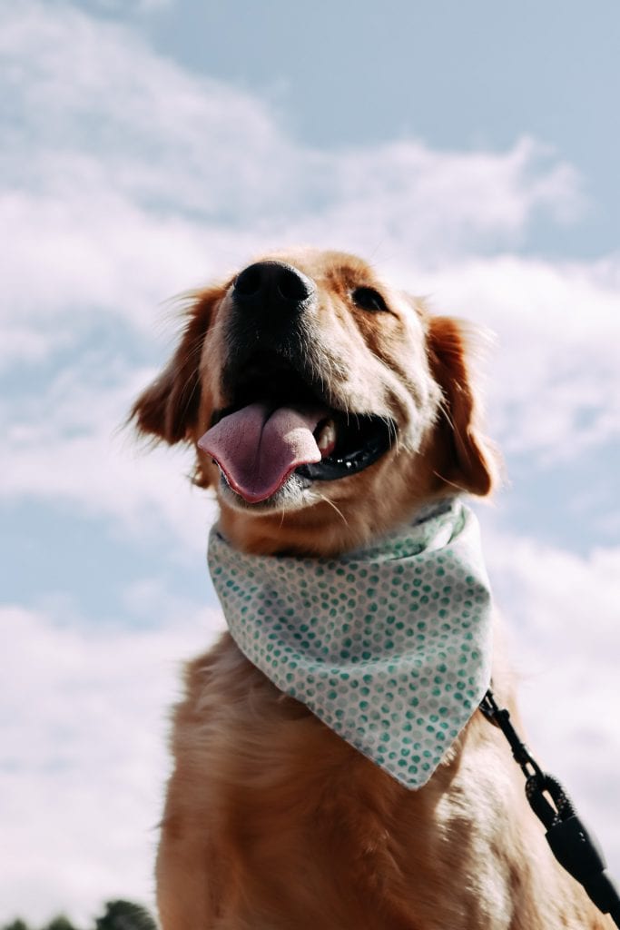 Bossy Dog MV
Handmade masks and bandanas
Martha’s VIneyard 