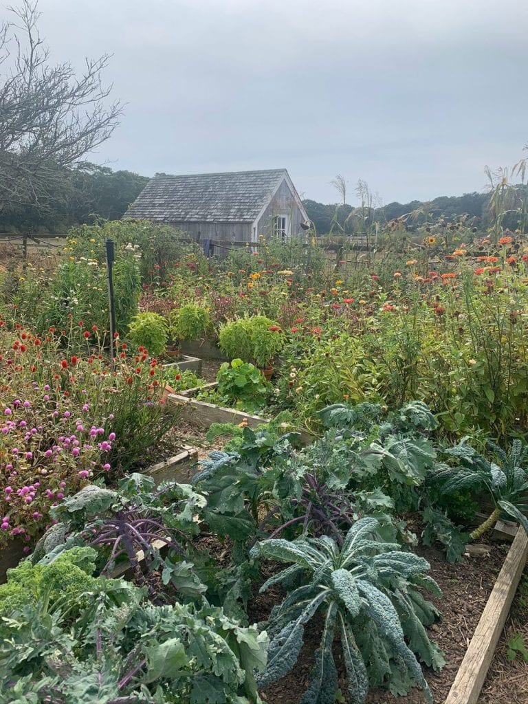 Juice By the Sea
Vegan Luncheonette Coffee Shop
Oak Bluffs
Martha’s Vineyard 