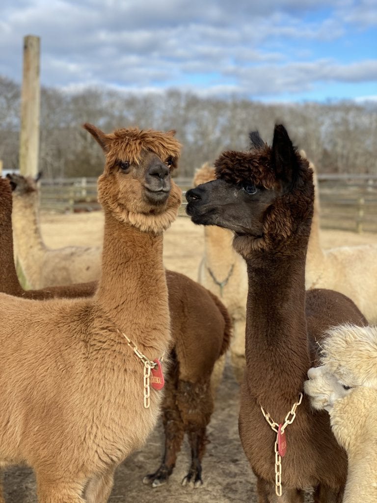 Island Alpaca
Martha’s Vineyard Bucket List
Point B Realty

