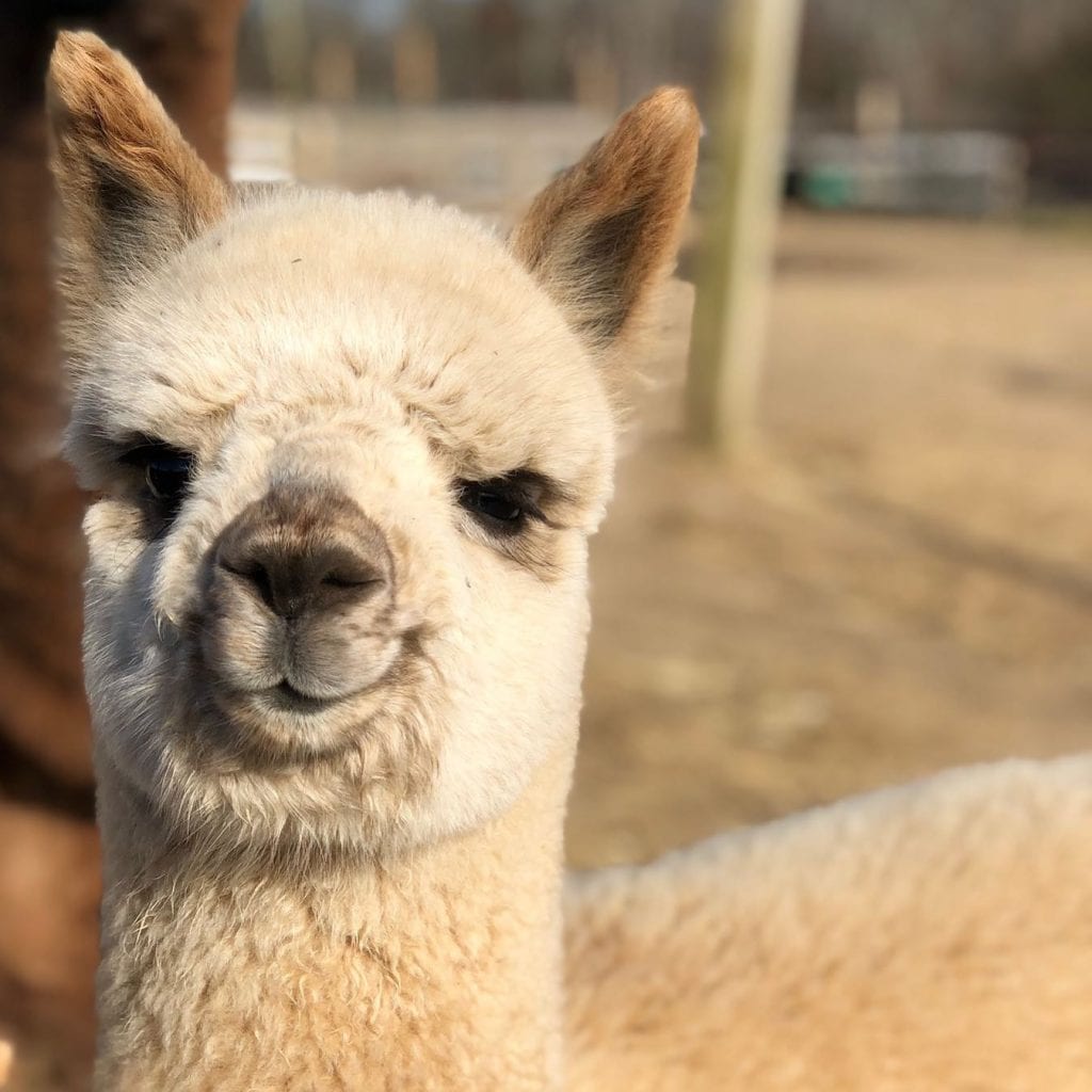 Island Alpaca
Martha’s Vineyard Bucket List
Point B Realty

