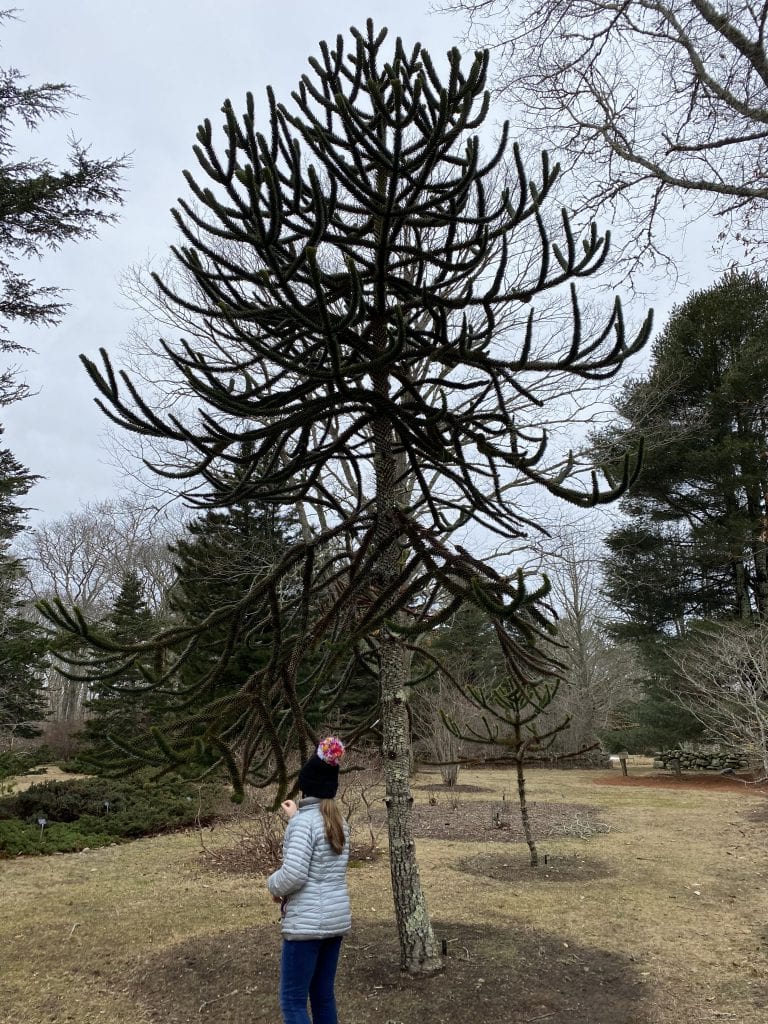 Gnome Hunt
Polly Hill Arboretum 
Marthas Vineyard
We Love MV