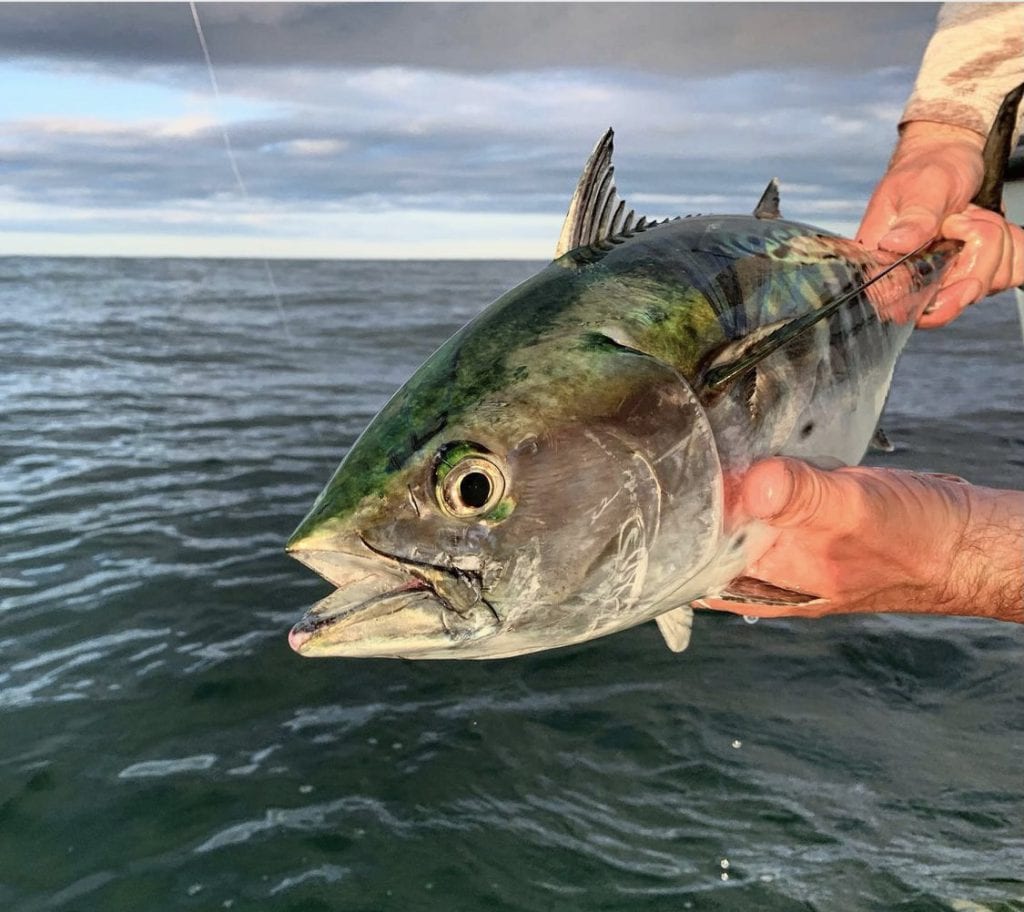 WE LOVE MV
Kismet Outfitters
Fly Fishing
False Albacore 
Guides
Martha’s Vineyard 
Edgartown 