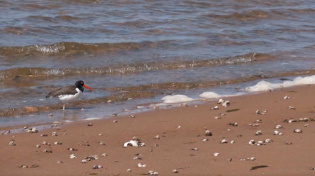 Martha's Vineyard Bucket List: Chappy Adventure Shorebirds on Cape Poge Bay