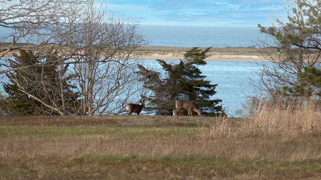 Walking thru the Trails Of Felix Neck Wildlife Sanctuary on Martha's Vineyard