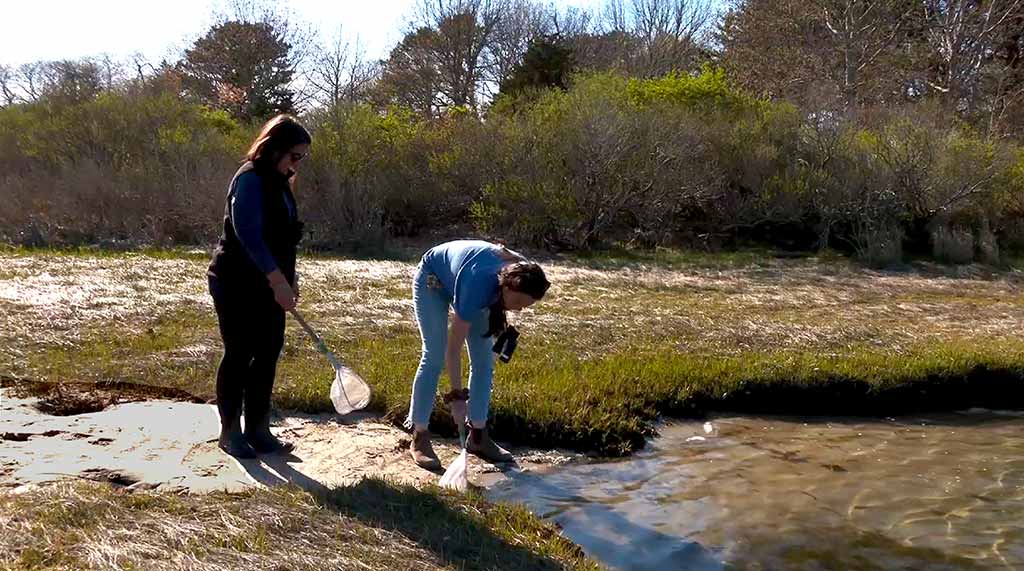 Martha's Vineyard Bucket List: Exploring Felix Neck Wildlife Sanctuary - Shoreline Discovery Tour On Sengekontacket Pond At Felix Neck