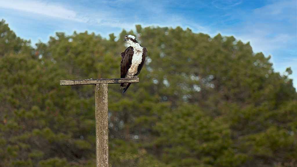 Birding At Felix Neck Wildlife Sanctuary Martha's Vineyard