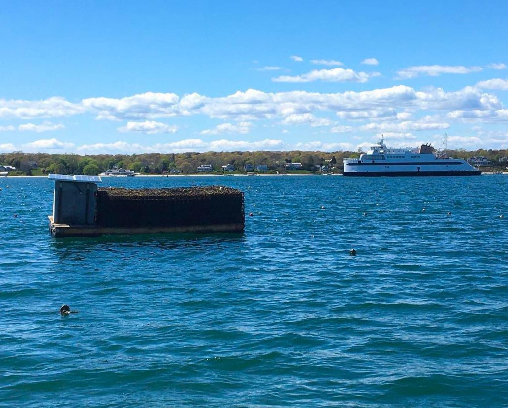 Cottage City Oysters Farm Tours
Oyster Farms Martha's Vineyard 
Point B Realty Oak Bluffs Eat Local