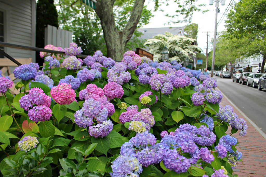 Hydrangeas 
Edgartown
Visit Edgartown
Summer 2021
Martha's Vineyard 
Point B Realty
