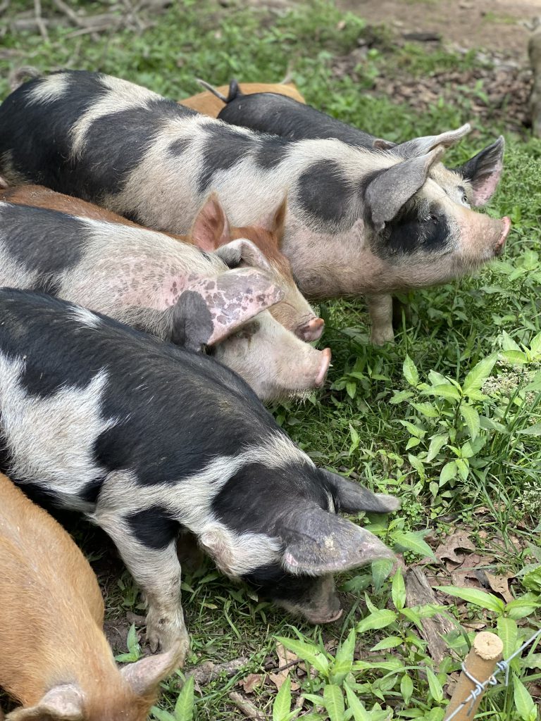 The Grey Barn
Martha’s Vineyard
Farm Stand
Organic Farm
Chilmark
Martha’s Vineyard Bucket List
Heritage pigs