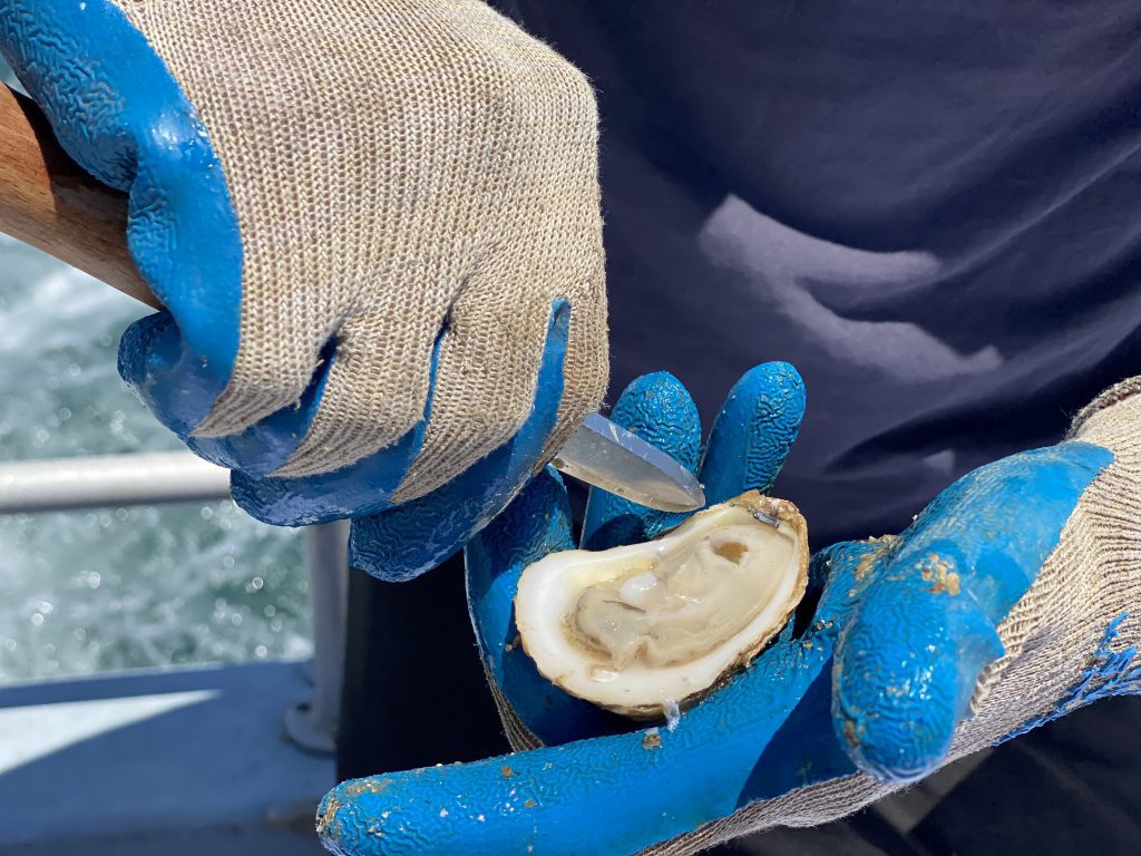Experience Cottage City Oyster Farm Tours On Martha's Vineyard - Farm Fresh Oysters Are Served Aboard The Leeward