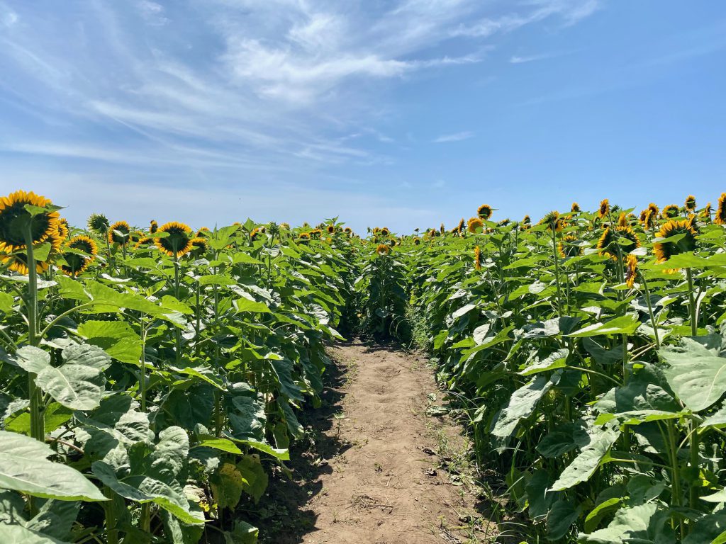 Field of Magic - Pick Your Own Sunflowers at The FARM Institute On Martha's Vineyard
Katama Farm
Katama 
Visit Edgartown
Martha's Vineyard 
The Trustees 
Point B Realty