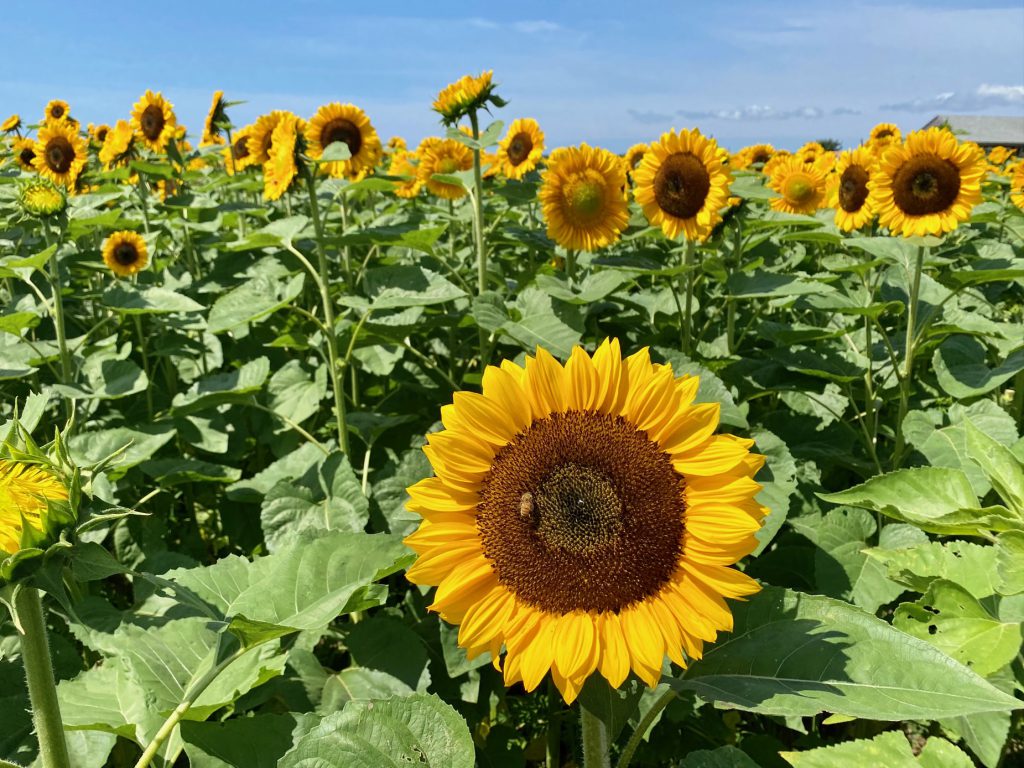 Pick Your Own Sunflowers
The FARM Institute
Katama Farm
Katama 
Visit Edgartown
Martha's Vineyard 
The Trustees 
Point B Realty