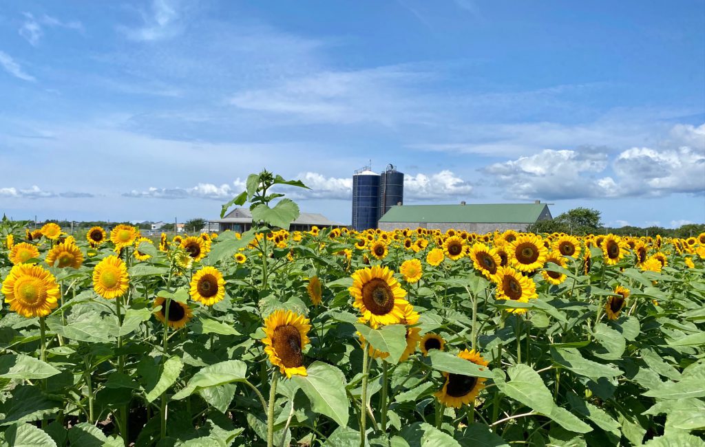 Field of Magic - Pick Your Own Sunflowers at The FARM Institute On Martha's Vineyard
The FARM Institute
Katama Farm
Katama 
Visit Edgartown
Martha's Vineyard 
The Trustees 
Point B Realty