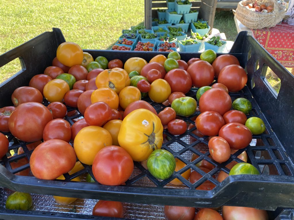 West Tisbury Farmers Market
North Tabor Farm
Fall on Martha's Vineyard 
Shop local
Eat Local