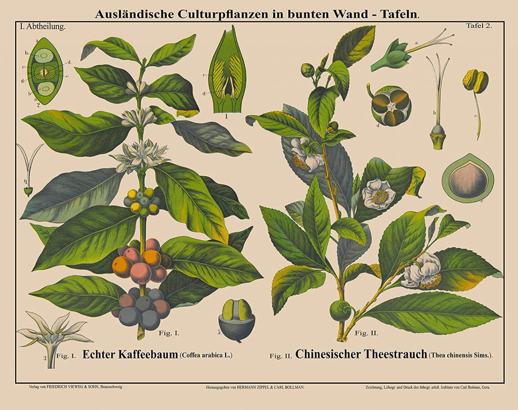 Coffee Plant
Amazon
Coffee plant growth
coffee beans