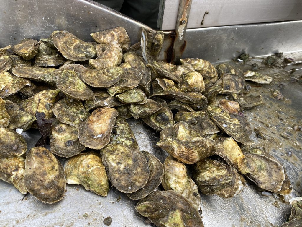 Martha's Vineyard seafood collaborative
Martha's Vineyard Fisherman's Preservation Trust
Local Seafood
Support local fishermen 