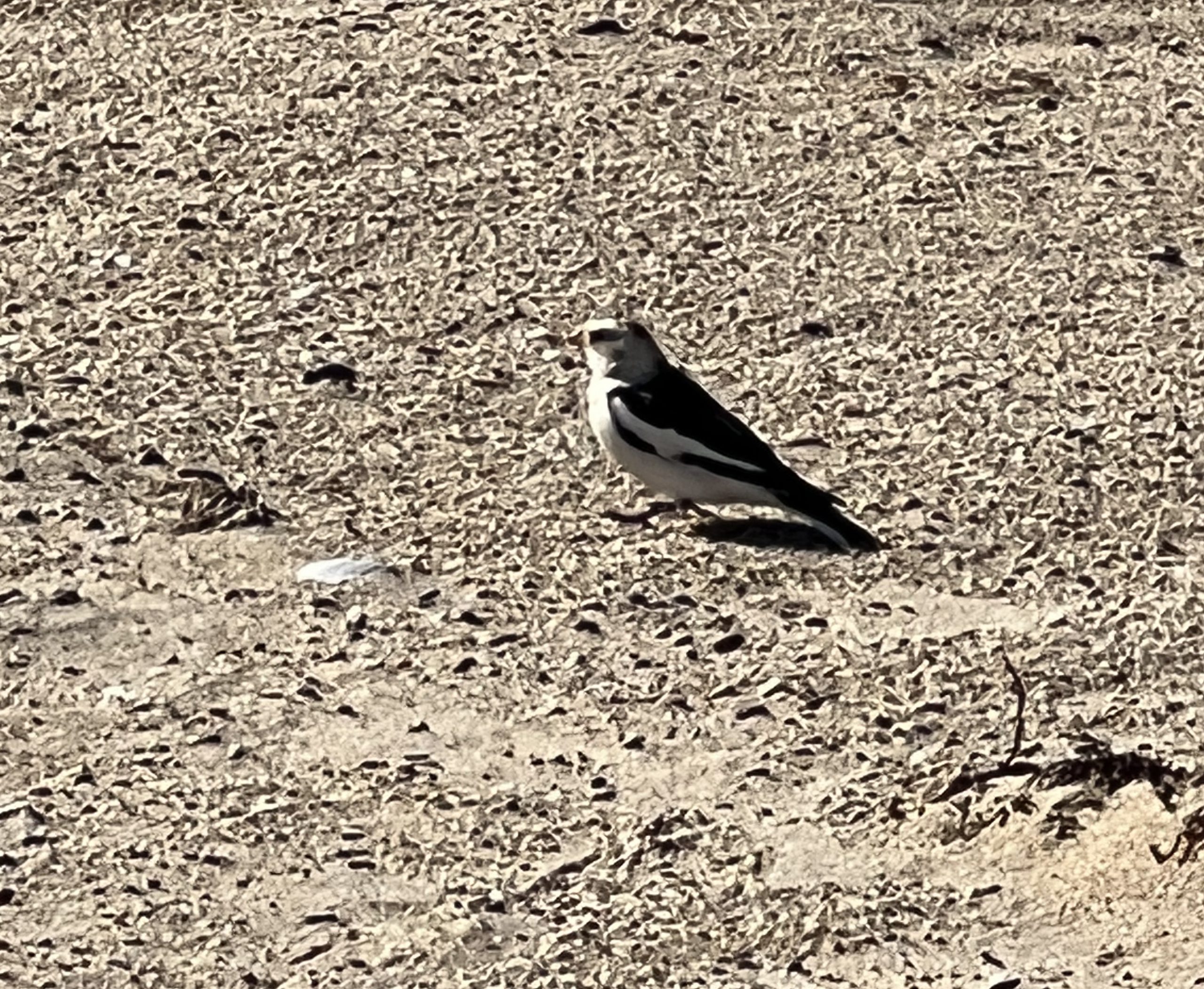 Over Sand Vehicle Permit Adventures On Martha's Vineyard
Norton Point
Martha's Vineyard
The Trustees 
Summer 
Edgartown
Snow Bunting
Birding
