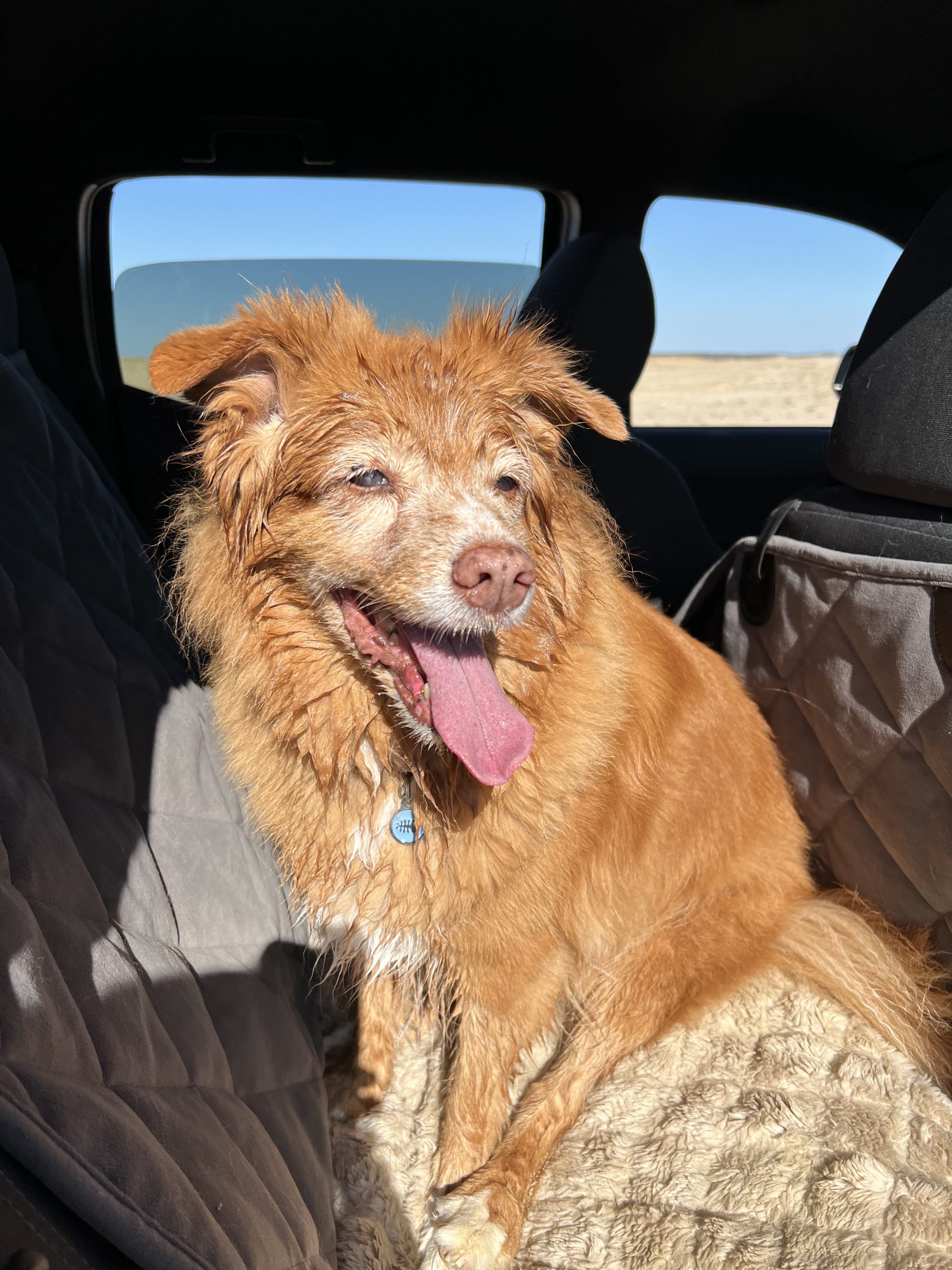 Over Sand Vehicle Permit Adventures On Martha's Vineyard Flash enjoying the off-road, over sand adventure