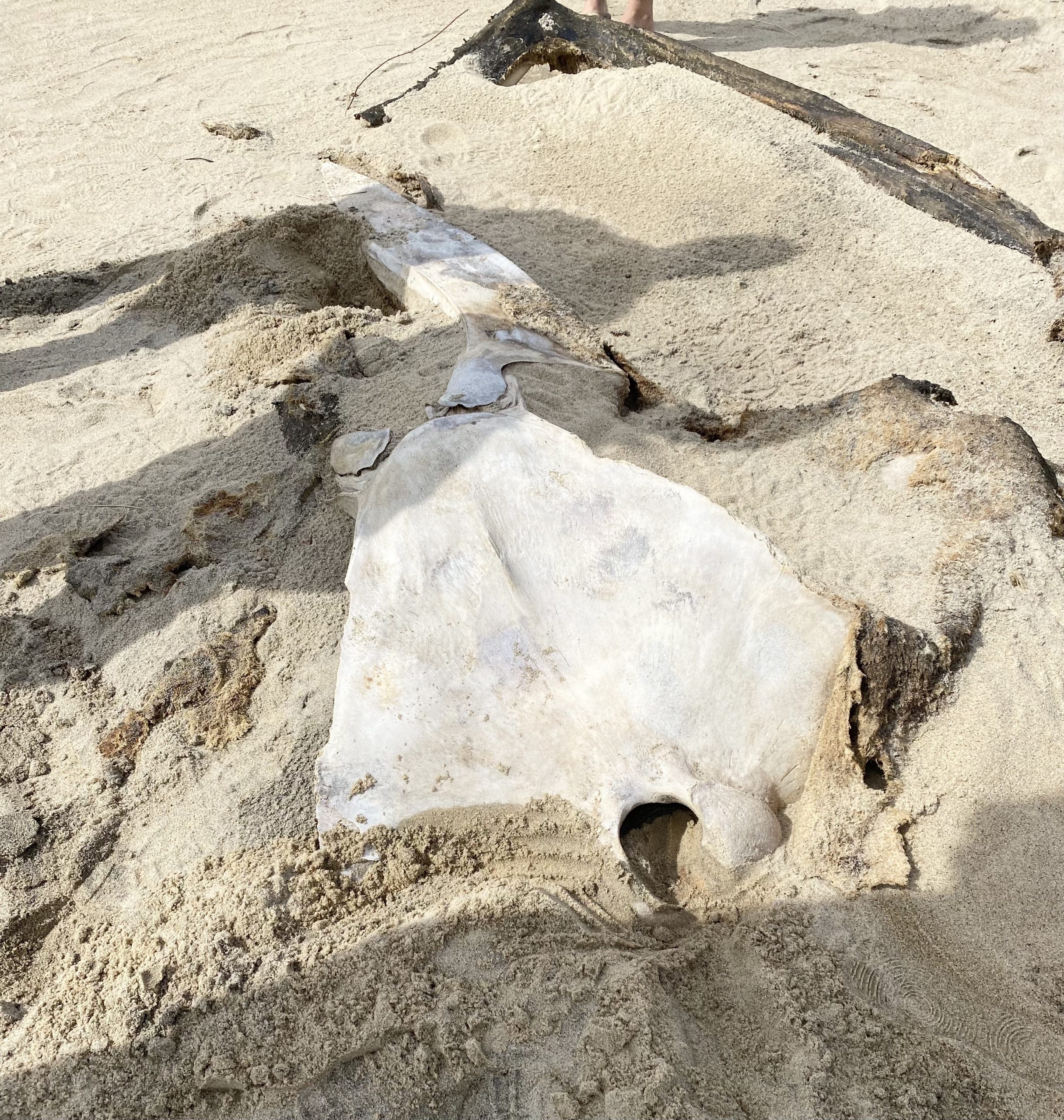 Over Sand Vehicle Permit Adventures On Martha's Vineyard Whale Bones on Norton Point