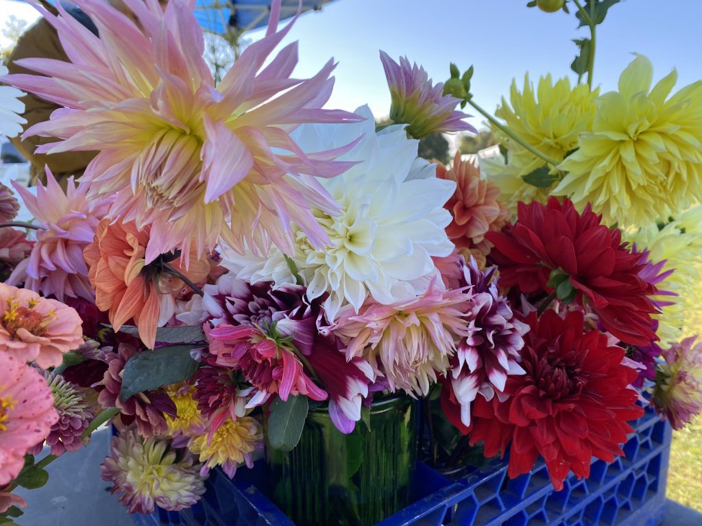 West Tisbury Farmer's Market
Martha's Vineyard 
Shop local
Daddy's Dahlias 
Summer 2022 
Bucket list 
Visit MV