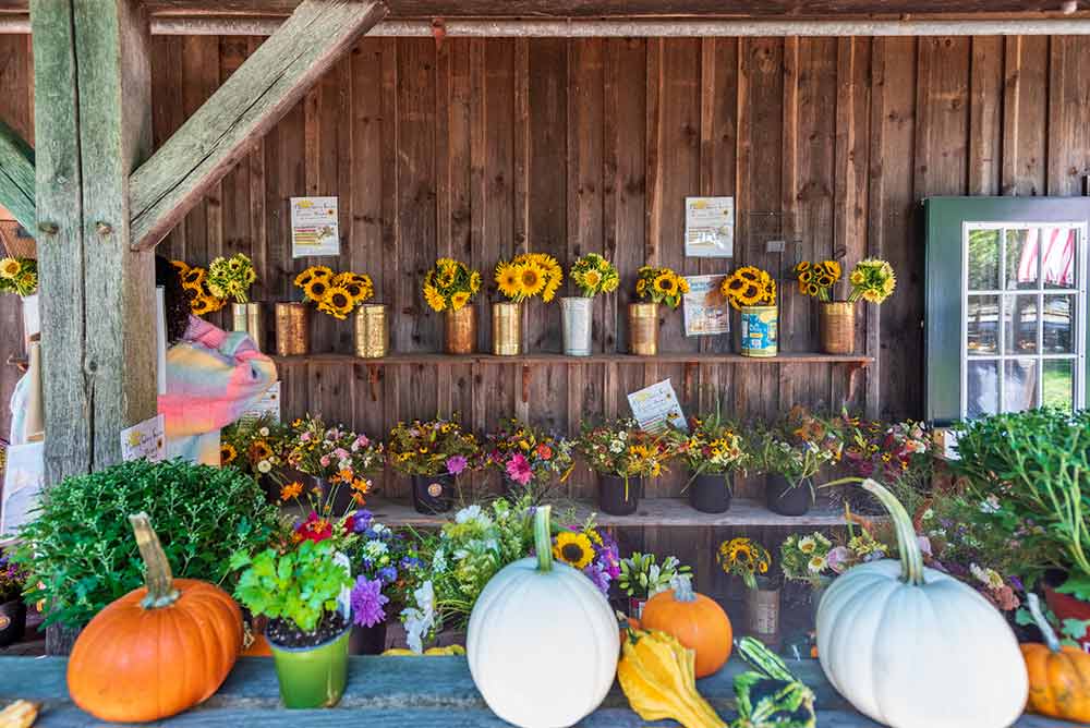 Changing of the seasons at Morning Glory Farm on Martha's Vineyard Pumpkins Sunflowers Tomatoes Corn And Squash
